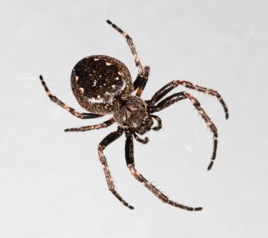 büyük örümcek araneus closeup gri arka plan üzerinde