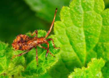 bir genç kahverengi tahtakurusu kuzukulağı kenar (Coreus marginatus) üzerinde yeşil bir yaprak oturur