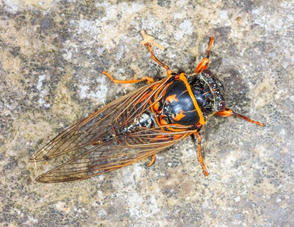 Insecte Fait Son Désagréable Cicada Close Vue Dessus — Photo