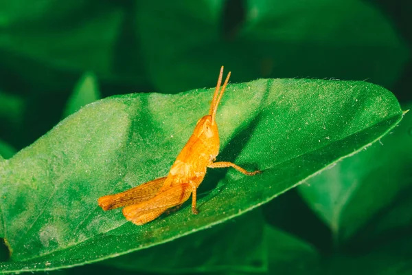 Pequeno Gafanhoto Laranja Senta Uma Folha Verde — Fotografia de Stock