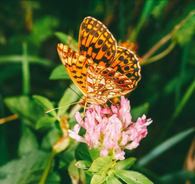 Sedef (Argynnis paphia) yonca çiçek yakın çekim kelebek