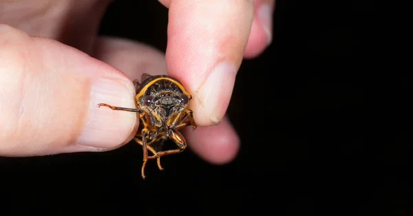 Insecte Faisant Son Désagréable Cicada Dans Les Doigts Masculins Gros — Photo