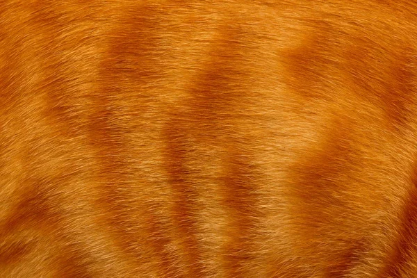 Textura Fondo Jengibre Rayado Piel Gato Lana Cerca — Foto de Stock