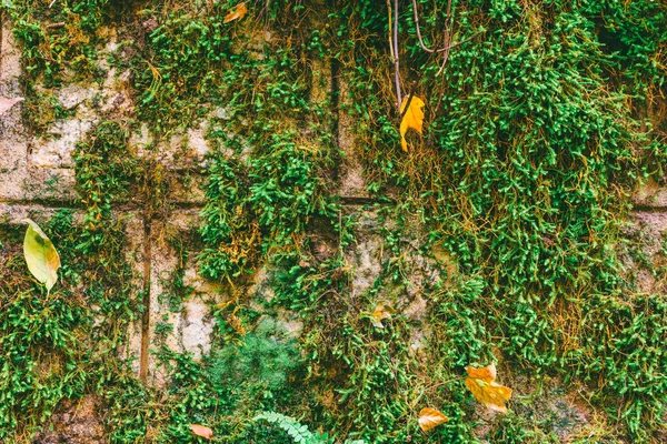 Yosun kaplı eski taş duvar