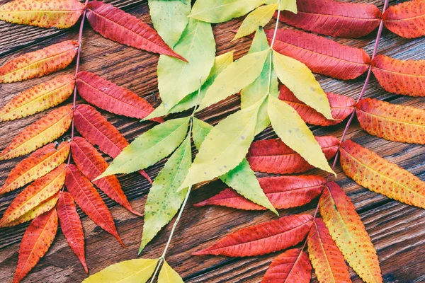 木製の背景 トップ ビューで明るい紅葉 — ストック写真