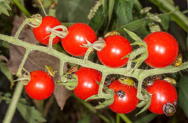 Жуки вредители спелых красных помидоров.
