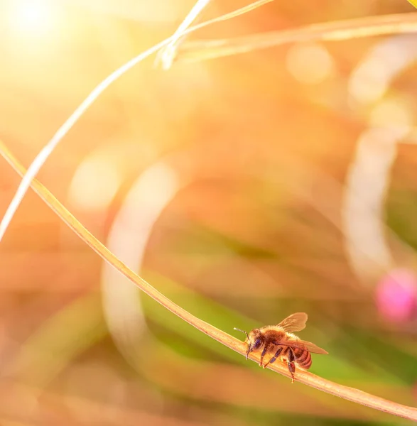 Abeille Travail Sur Brin Sec Herbe Soleil — Photo