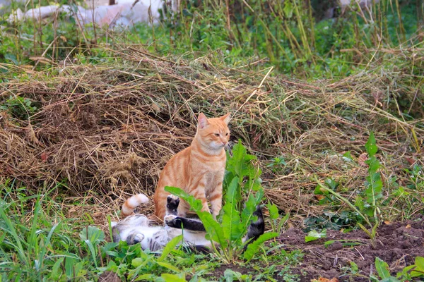 Červené Šedé Kočky Hrát Skotačí Bojovat Přírodě — Stock fotografie