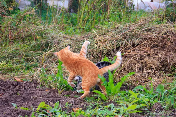 Red Gray Cats Play Frolic Fight Outdoors — Stock Photo, Image