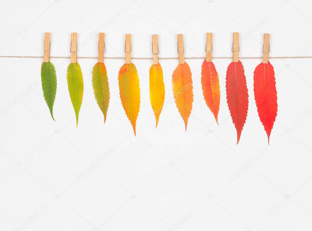 Autumn composition. Coloured leaves on white background. Autumn, fall concept. Flat lay, top view, copy space
