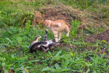 gri kedi yerde yatan genç kırmızı kedi yener