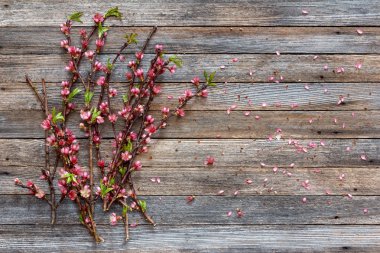 Şeftali kopya alanı ile ahşap arka plan üzerinde dallar üzerinde pembe çiçek çiçeklenme
