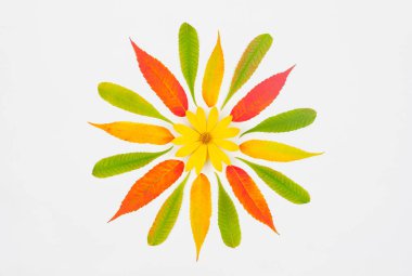 Sonbahar kompozisyon, desen renkli sonbahar yaprakları ve üstten görünüm düz sarı elması çiçek merkezi beyaz zemin üzerinde yatıyordu