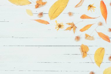 Sonbahar kompozisyon. Kurutulmuş sonbaharında sarı yapılan çerçeve beyaz ahşap zemin üzerine bırakır. Düz yatıyordu, en iyi görünüm, kopya alanı