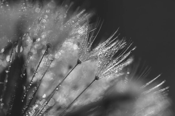abstract blurred macro photo of fluffy dandelion in dew drops, small depth of field, black and white image