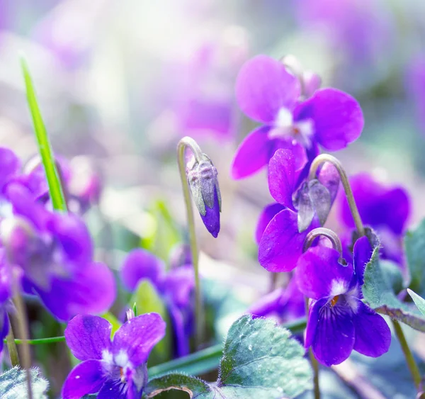 Prado Con Flores Silvestres Violetas Una Mañana Primavera — Foto de Stock