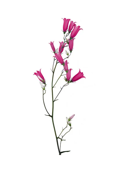 Wildflower Bluebell Amarantusa Kolor Białym Tle — Zdjęcie stockowe
