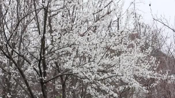 Nieve Cayendo Sobre Fondo Árboles Frutales Florecientes — Vídeo de stock