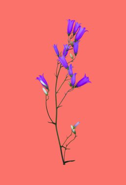kır çiçeği bluebell yaşayan mercan arka plan rengine izole