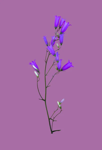 在紫罗兰色背景上被隔绝的野花蓝钟 — 图库照片
