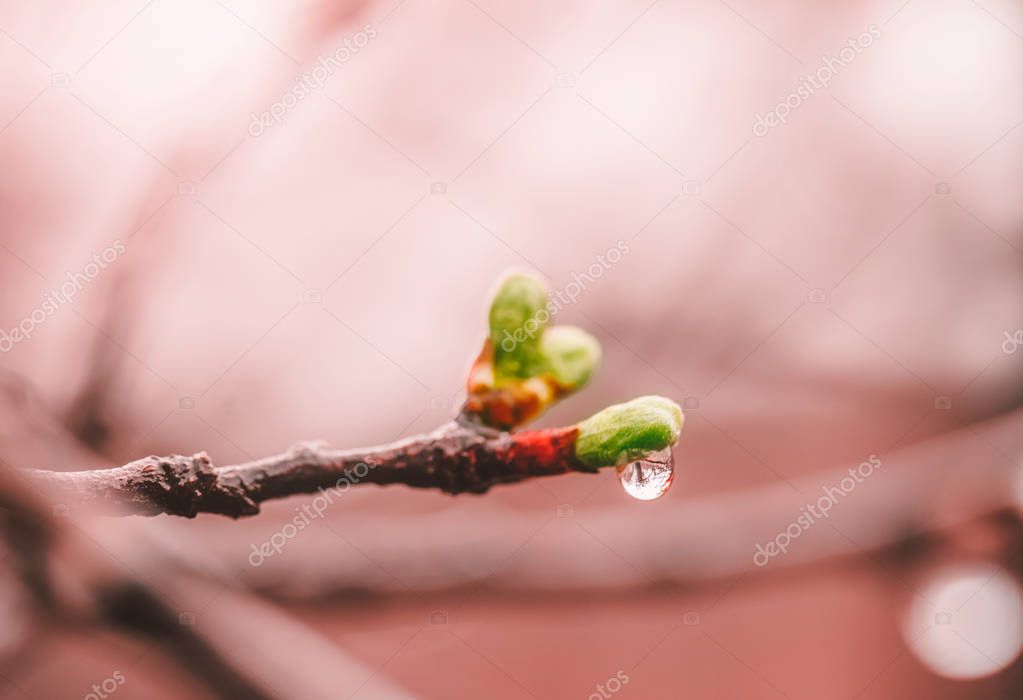 blossoming young green leaves in drops of a spring rain on branches of a plum tree