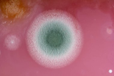 Kalıp üst görünümden makro ile kiraz jöle