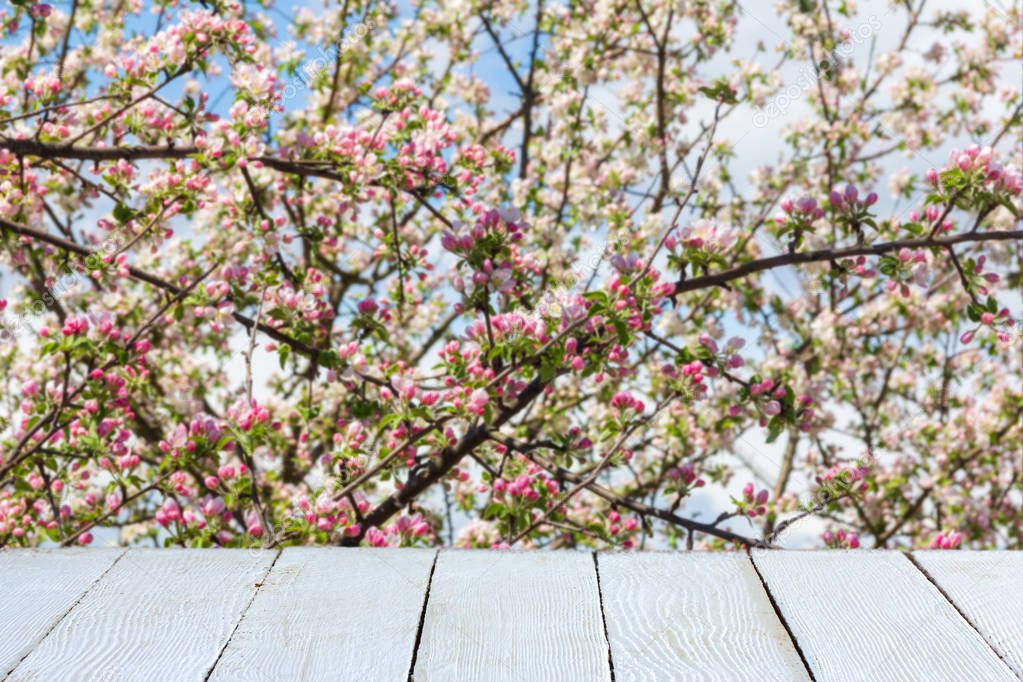 Spring background with flowering apple tree and white wooden planks for product display