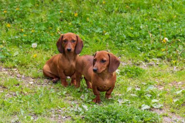 iki sevimli kahverengi Dachshund köpekler yeşil çimenlerin üzerinde oturan