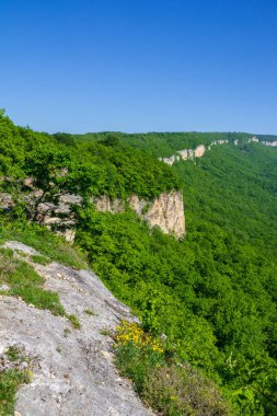 Orman manzara bahar ya da yaz güneşli sabahı Kafkasya dağlarında