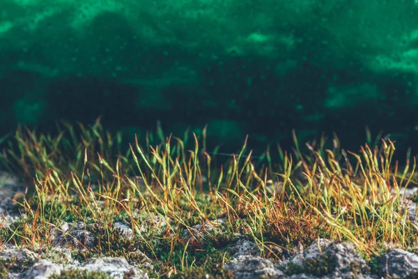 Macro photo of a blooming moss on the stone on a green background — Stock Photo, Image