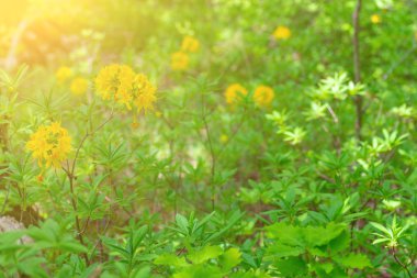 Ormanın içinde sarı ormangülü çiçek açan bir güneşli bahar sabahı