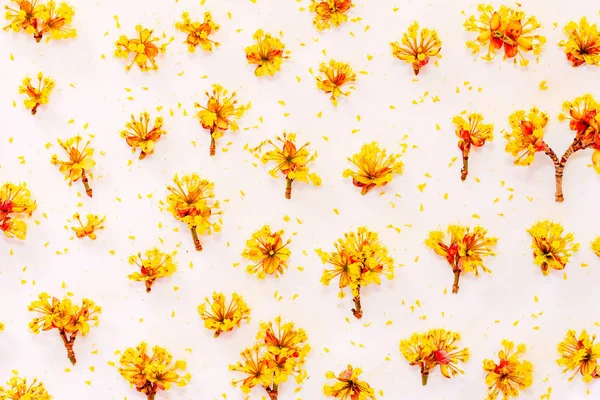 白い背景の上の黄色の花コーネルと花柄 フラット横たわっていた トップ ビュー — ストック写真