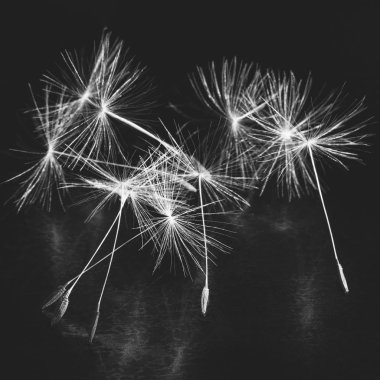 bir sürü kabarık karahindiba tohumlar üzerinde koyu arka plan, siyah beyaz fotoğraf