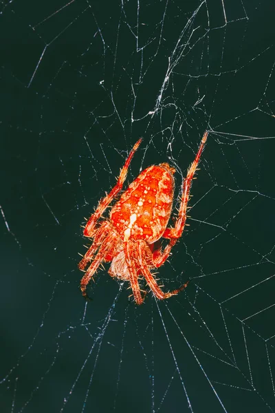Velké Oranžové Pavouka Araneus Webu — Stock fotografie