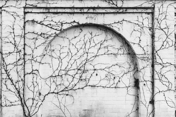 Mur Briques Blanches Avec Arche Envahie Plantes Grimpantes Photo Noir — Photo