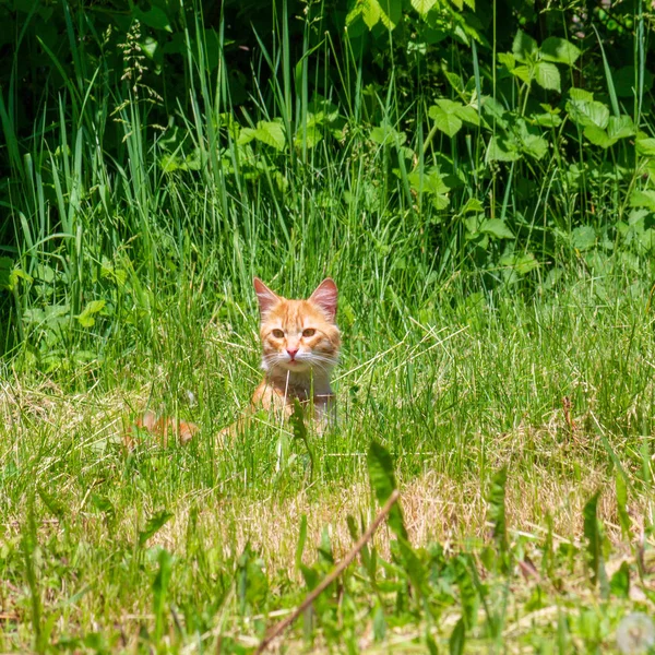 Red Cat Green Grass Spring Summer Morning — Stock Photo, Image