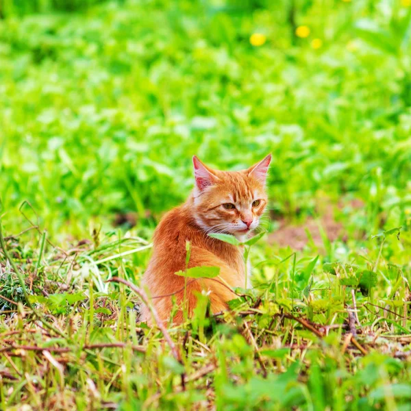 Gatto Zenzero Erba Verde Mattina Primavera Estate — Foto Stock