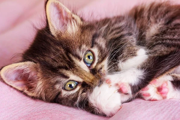 ピンクのブランケットにある小さなフワフワ子猫 — ストック写真