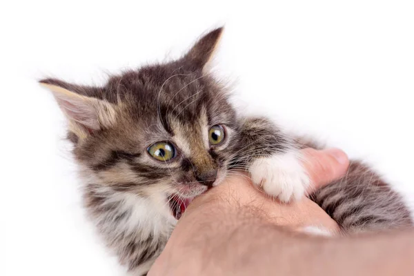 Piccolo Gattino Soffice Giocare Con Una Mano Maschile — Foto Stock