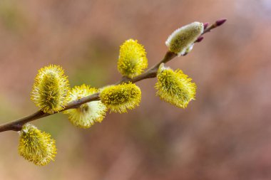 çiçekli söğüt doğal bir arka plan üzerinde ince dal, Paskalya kavramı bahar