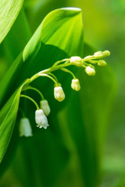 lily vadi yeşil yaprakları bir güneşli bahar sabahı bir arka plan üzerinde beyaz çiçek