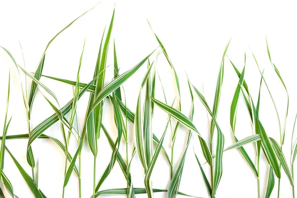Decoratieve Groene Gras Met Witte Strepen Geïsoleerd Een Witte Achtergrond — Stockfoto