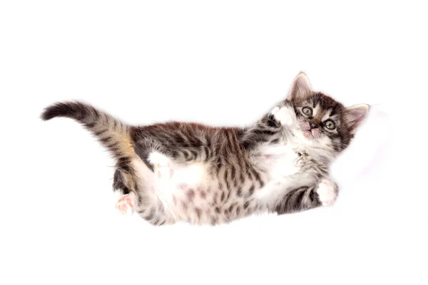 Piccolo Carino Grigio Peloso Spaventato Gattino Sdraiato Sul Suo Lato — Foto Stock