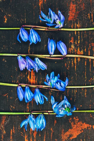 Pattern Flowers Bluebell Retro Grunge Wooden Background Flat Lay Top — Stock Photo, Image