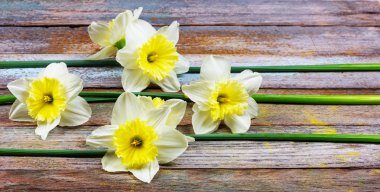 çiçek narcissuses retro ahşap arka plan kopya alanı ile desen