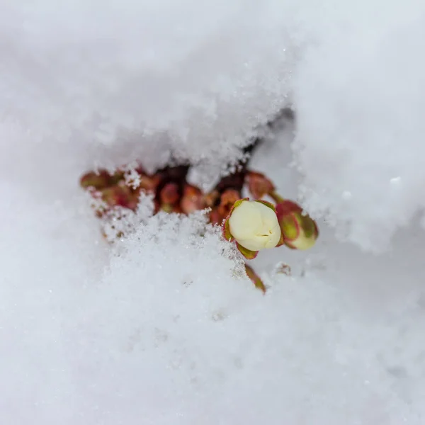Rama Ciruela Cerezo Flor Cubierta Con Nieve Repentinamente Caída Cerca —  Fotos de Stock
