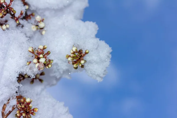 Sprig Blooming Cherry Plum Covered Suddenly Fallen Snow Blue Sky — Stock Photo, Image