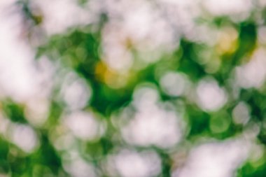 doğal bahar ya da yaz yeşil bokeh arka plan