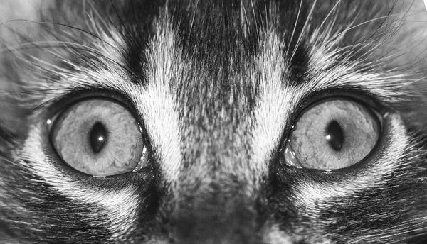 Cat Eyes Close Macro Photo Noir Blanc — Photo