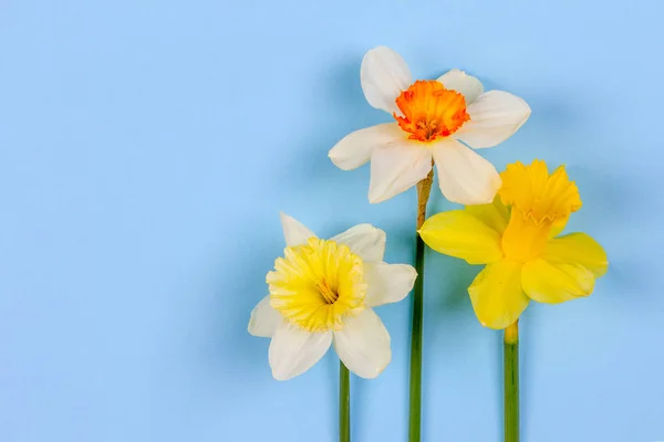 Fleurs Jonquille Sur Fond Bleu Avec Espace Copie — Photo